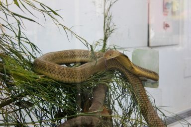 cudesan svijet zmija18