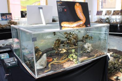 cudesan svijet zmija20