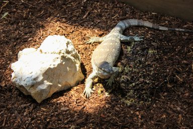 cudesan svijet zmija22