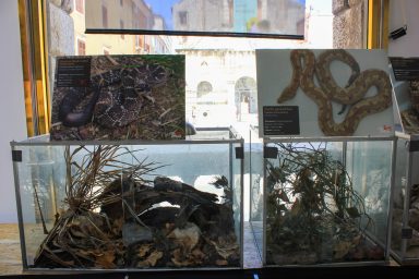 cudesan svijet zmija23