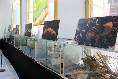 cudesan svijet zmija24