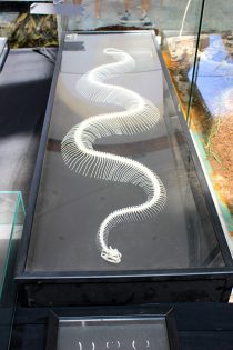 cudesan svijet zmija25