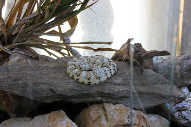 cudesan svijet zmija26