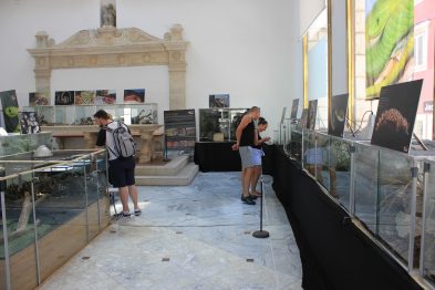 cudesan svijet zmija27