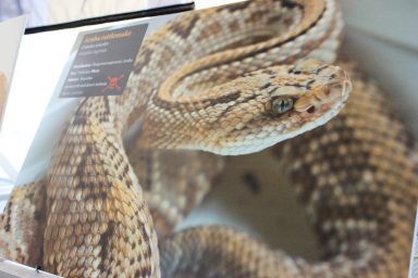 cudesan svijet zmija28