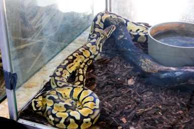 cudesan svijet zmija29