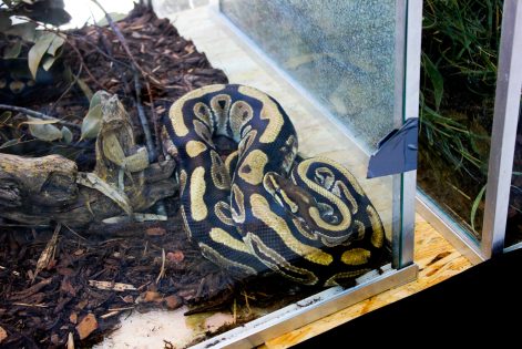 cudesan svijet zmija3