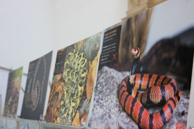 cudesan svijet zmija30