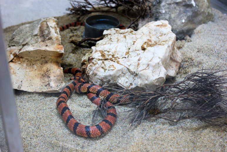 cudesan svijet zmija31