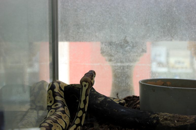 cudesan svijet zmija4