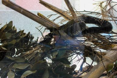 cudesan svijet zmija7