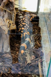 cudesan svijet zmija8