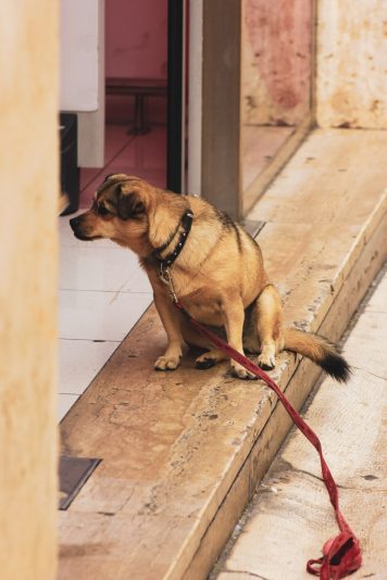 ulicama moga grada 29