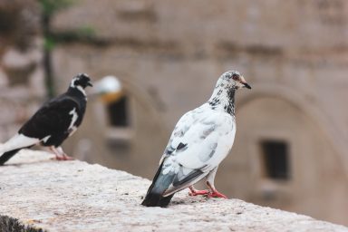 galeb