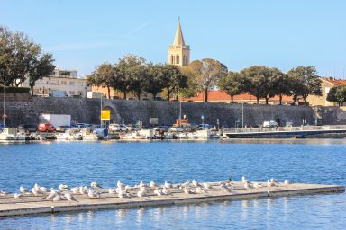 zadar, grad zadar, galebovi, vrijeme, vremenska prognoza, toplo, suncano, turizam, dolasci, nocenja, tursiti, turisticka sezona