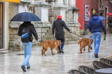 kisa, kisobran, zima, hladno, vrijeme, vremenska prognoza, psi, kucni ljubimci