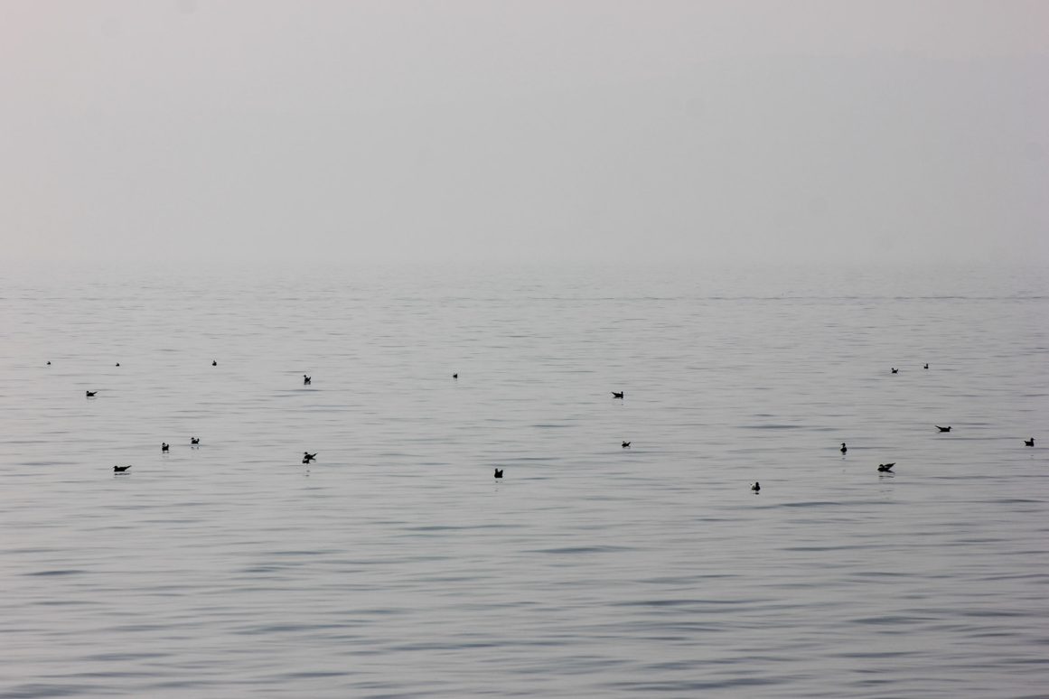 magla, vrijeme, vremenska prognoza, trajekt, jadrolinija, pomorski promet, brod,