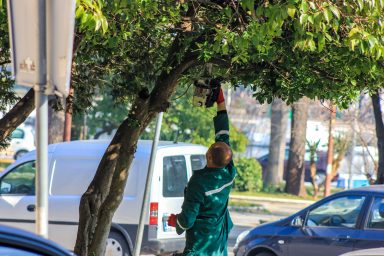 nasadi, uredivanje parkova, zelenilo, zelene povrsine, obrezivanje stabala