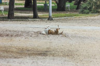 pas, psi, kucni ljubimci
