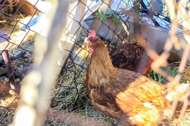 Maskare Sukosan (15 of 110)