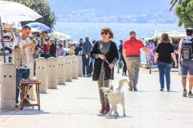 pas, kucni ljubimac,