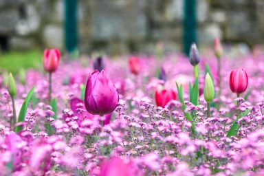 tulipani, cvijece, proljece, vrijeme, vremenska prognoza, kisa, rosa, planet