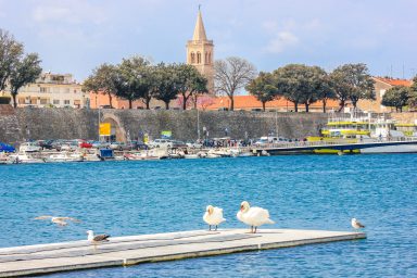 labud, pticja gripa, zadar, stosija, grad, zadar, vrijeme, vremenska prognoza, ljeto, suncano, toplo, zidine,