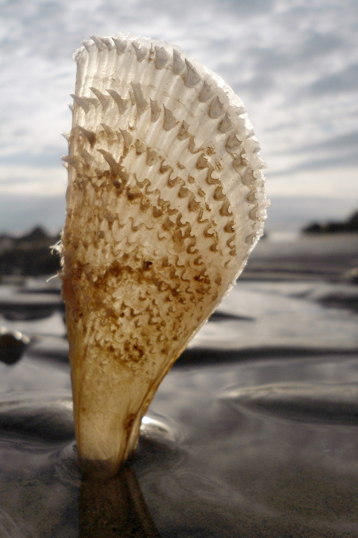 Marko_Longin_Lastura