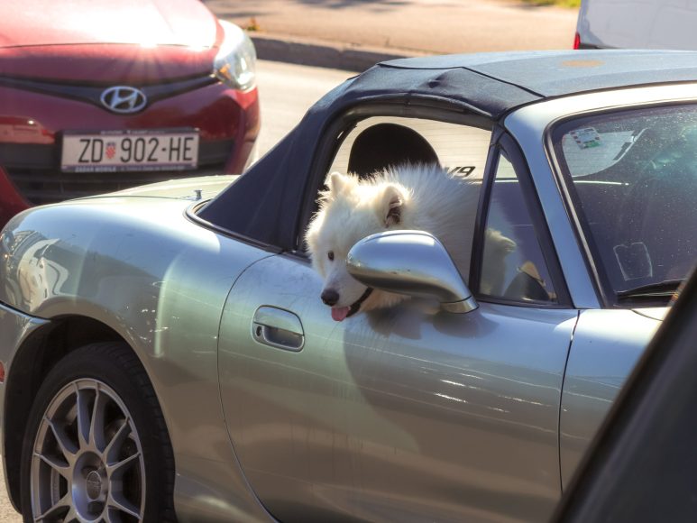 kucni ljubimci, pas, samojed, vrucina, vrucine, ljeto, vrijeme, vremenska prognoza, dehidracija