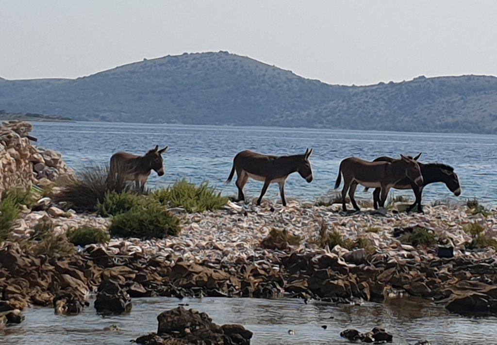 Na Kornatima spašeni magarica i mladunče, netko ih je ostavio žedne na pustom otoku 20190901_141108-1
