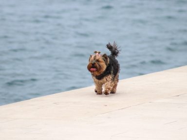 pas, kucni ljubimac, psi