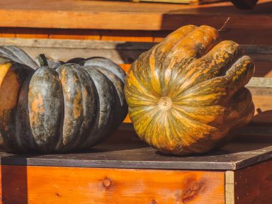 bundeva, jesen, tikva