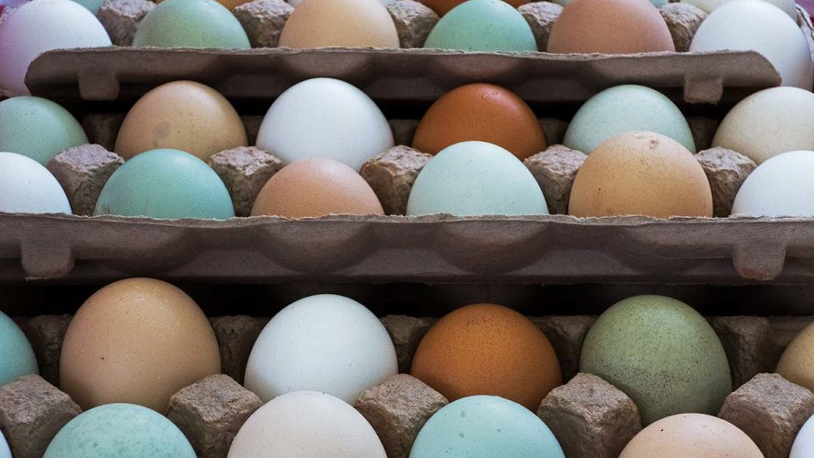 Куры которые несут цветные яйца породы. Амераукана яйца. Маран яйца. Легбар яйцо. Яйцо куриное.