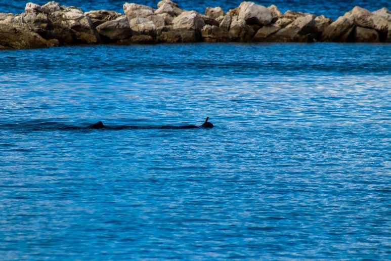 ciscenje podmorja fosa_-2