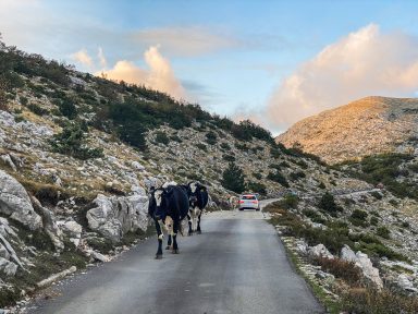 skywalk biokovo_-11, krave, krava, velebit