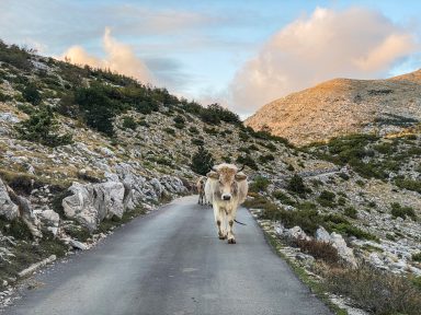 skywalk biokovo_-12 krava, krave, velebit