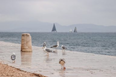 zd koka (38 of 42), galebovi, kisa, jesen, vrijeme, vremenska prognoza