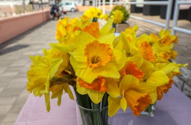 dan narcisa na viru 2022 16