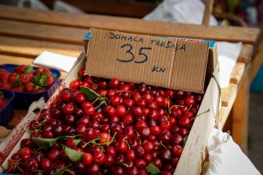 trisnja, tresnja, tresnje-2