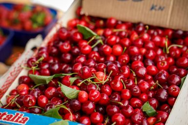 trisnja, tresnja, tresnje-4