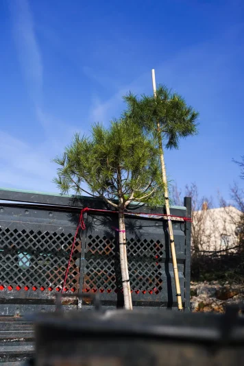 Sadnja stabala na plazi Male Vrulje FOTO Matija Lipar-14