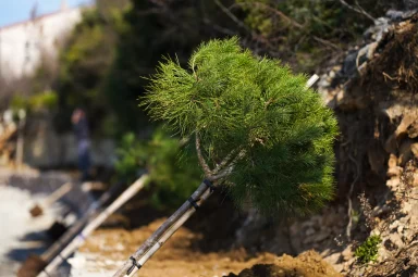 Sadnja stabala na plazi Male Vrulje FOTO Matija Lipar-20