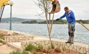 Sadnja-stabala-masline-i-tamarisa-TZO-2_e