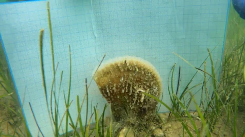 plemenita periska 20231