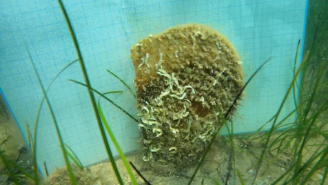 plemenita periska 20232