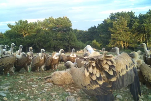 Supovi na hranilištu, arhiva JU Priroda