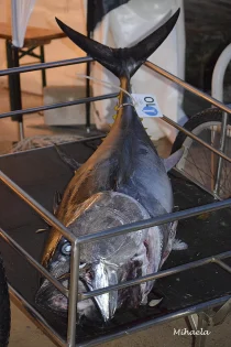 big game fishing silba9