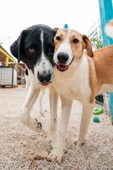 Zadarske šapice (3) (1)