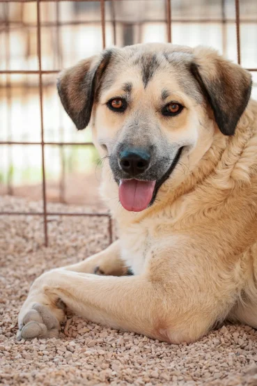 Zadarske šapice (5)