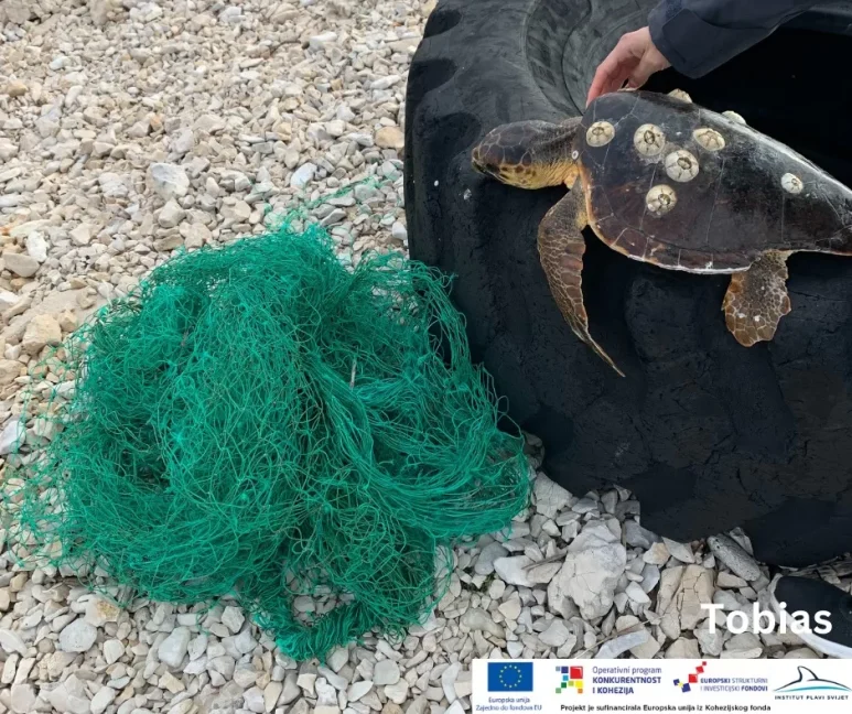 glavata zelva silba2